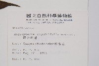 觀音座蓮藏品圖，第2張