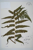 毛柄短腸蕨藏品圖，第1張