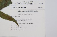 毛柄短腸蕨藏品圖，第2張