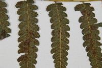 毛柄短腸蕨藏品圖，第4張