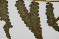 毛柄短腸蕨藏品圖，第5張