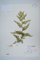 全緣卷柏藏品圖，第1張