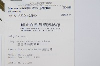 毛柄短腸蕨藏品圖，第2張