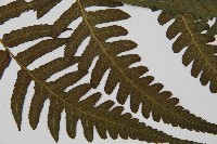 毛柄短腸蕨藏品圖，第3張