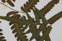 毛柄短腸蕨藏品圖，第4張