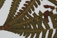 毛柄短腸蕨藏品圖，第5張