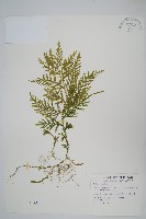 全緣卷柏藏品圖，第1張