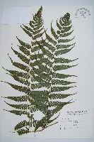 川上氏雙蓋蕨藏品圖，第1張