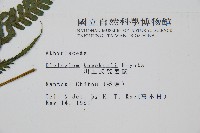 川上氏雙蓋蕨藏品圖，第2張