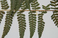 川上氏雙蓋蕨藏品圖，第3張