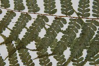 川上氏雙蓋蕨藏品圖，第4張