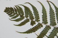 川上氏雙蓋蕨藏品圖，第5張