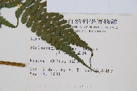 川上氏雙蓋蕨藏品圖，第2張