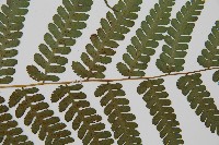 川上氏雙蓋蕨藏品圖，第4張