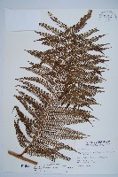 筆筒樹藏品圖，第1張