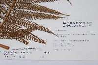 筆筒樹藏品圖，第2張