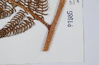 筆筒樹藏品圖，第3張