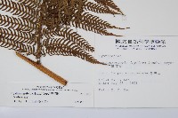 筆筒樹藏品圖，第2張