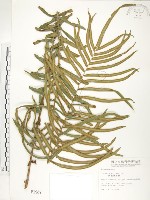 鱗蓋鳳尾蕨藏品圖，第1張