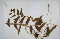 長葉腎蕨藏品圖，第1張