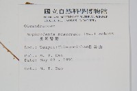 長葉腎蕨藏品圖，第2張