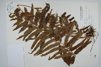 長葉腎蕨藏品圖，第1張