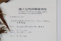 長葉腎蕨藏品圖，第2張