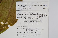 龍骨星蕨藏品圖，第2張