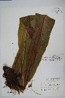 龍骨星蕨藏品圖，第1張