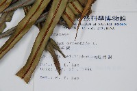 烏毛蕨藏品圖，第2張