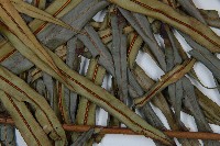 烏毛蕨藏品圖，第3張