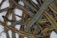 烏毛蕨藏品圖，第5張