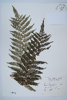 臺灣桫欏藏品圖，第1張