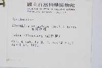 臺灣桫欏藏品圖，第2張