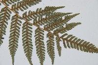 臺灣桫欏藏品圖，第4張