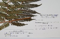 台灣桫欏藏品圖，第2張