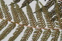 台灣桫欏藏品圖，第4張