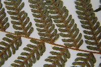 台灣桫欏藏品圖，第5張