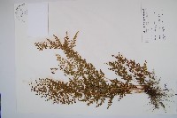 烏蕨藏品圖，第1張