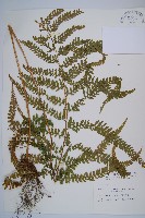 粗毛鱗蓋蕨藏品圖，第1張