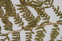 粗毛鱗蓋蕨藏品圖，第4張