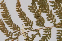 粗毛鱗蓋蕨藏品圖，第5張