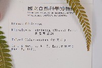 粗毛鱗蓋蕨藏品圖，第2張