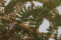 粗毛鱗蓋蕨藏品圖，第3張