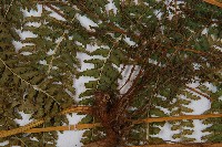 粗毛鱗蓋蕨藏品圖，第4張