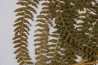 粗毛鱗蓋蕨藏品圖，第5張