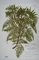 粗毛金星蕨藏品圖，第1張