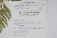 粗毛金星蕨藏品圖，第2張
