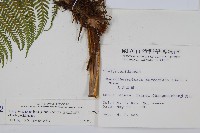 粗毛金星蕨藏品圖，第2張