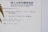 司氏碗蕨藏品圖，第2張